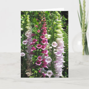 Cartão Pink Foxgloves
