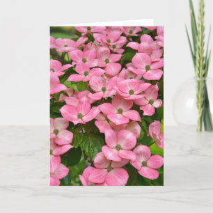 Cartão Pink kousa dogwood flowers greeting card