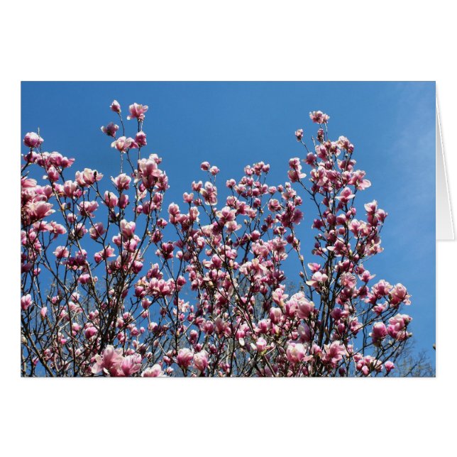 Cartão Pink Magnolia Flowers Blue Sky Note Card (Frente horizontal)