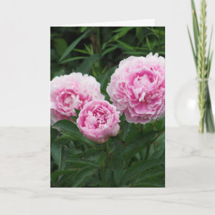 Cartão Pink Peonies, Birthday