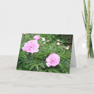 Cartão Pink Peony