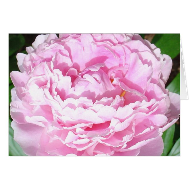 Cartão Pink Peony (Frente Horizontal)