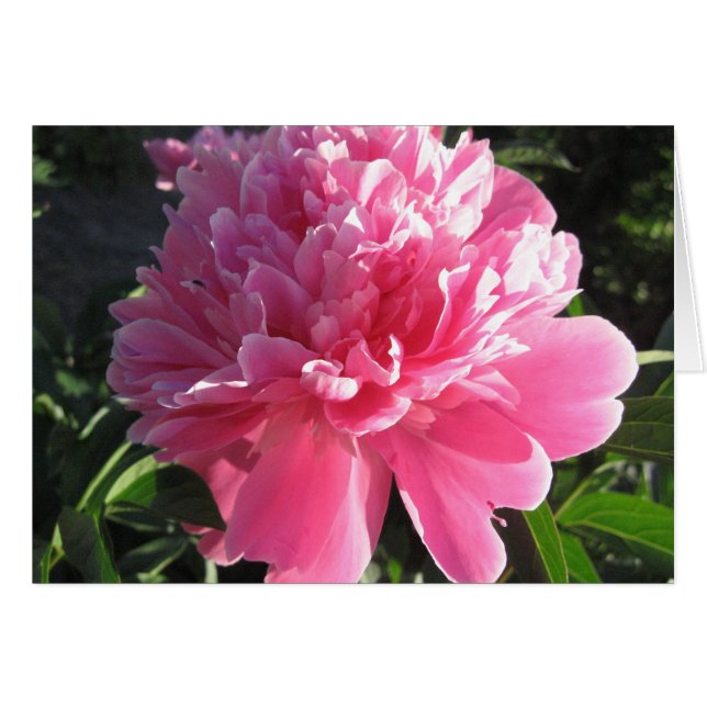 Cartão Pink Peony (Frente horizontal)