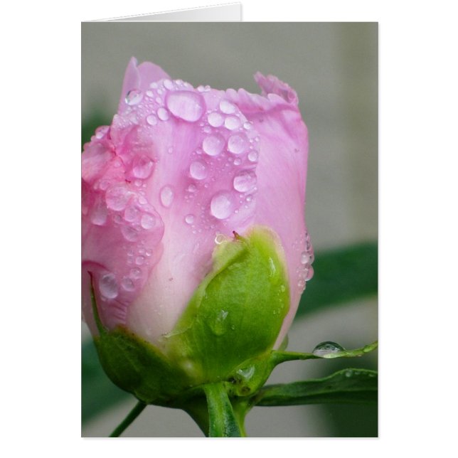 Cartão Pink Peony (Frente)