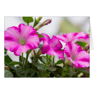 Cartão Pink Petunia Passion