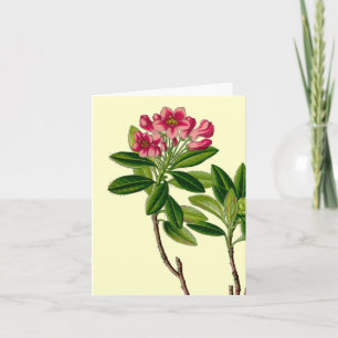 Cartão Pink rhododendron illustration