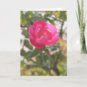 Cartão Pink Rose - Special Friendship