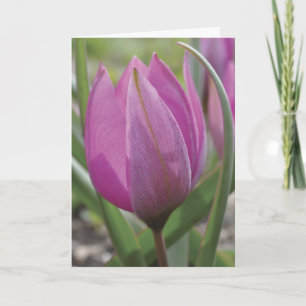 Cartão Pink tulip Mother's Day card