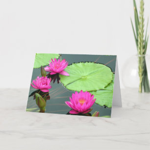 Cartão Pink Water Lilies