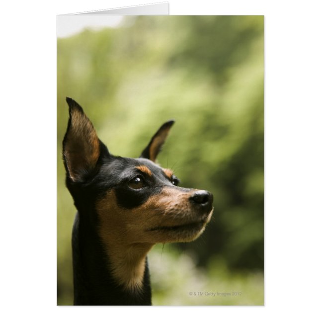 Cartão Pinscher Miniatura (Min-Pin) 2 (Frente)