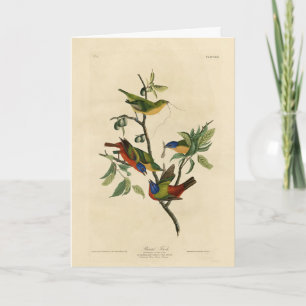 Cartão Pintados de finch (Bunting) - Aves da América de A