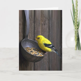 Cartão Pintassilgo Amarelo de Aniversário em Concha Enfer