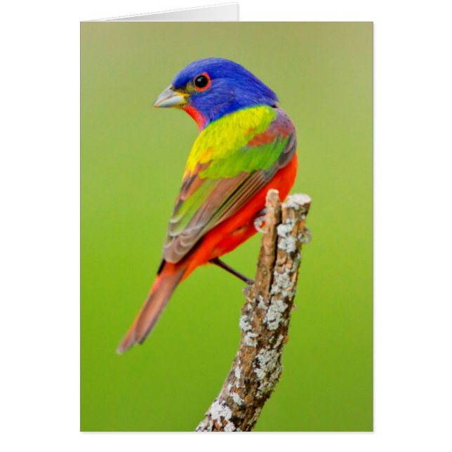 Cartão Pintassilgo-de-cabeça-castanha (Passerina ciris) M (Frente)