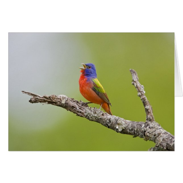 Cartão Pintassilgo (Passerina ciris) macho cantando (Frente Horizontal)