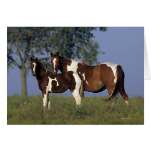Cartão Pinte a égua & o potro