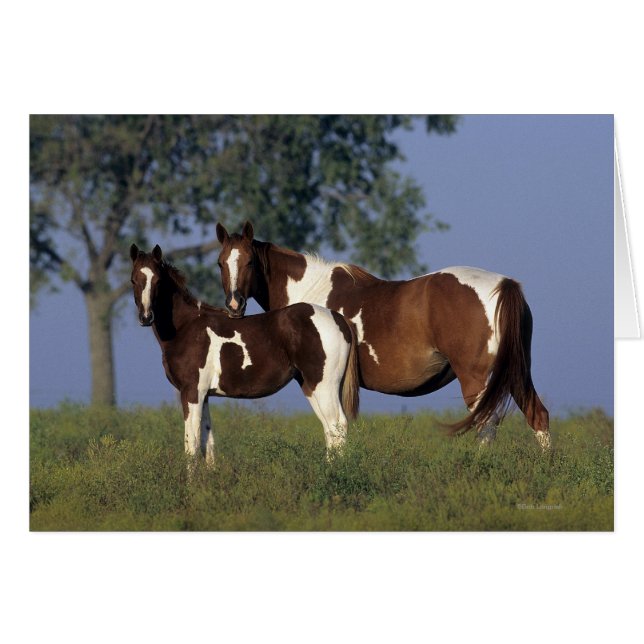 Cartão Pinte a égua & o potro (Frente Horizontal)