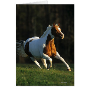 Cartão Pinte o cavalo que funciona rapidamente