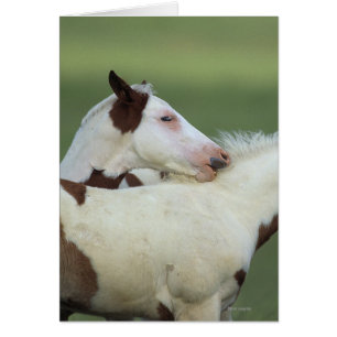 Cartão Pinte o jogo dos potros