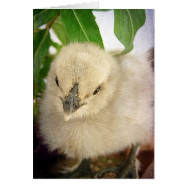 Cartão Pintinho azul (Frente)