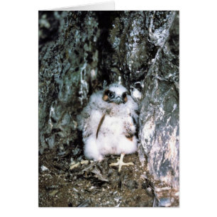 Cartão Pintinho do falcão de peregrino