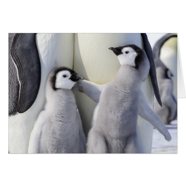 Cartão Pintinho Imperador Penguin (Frente Horizontal)