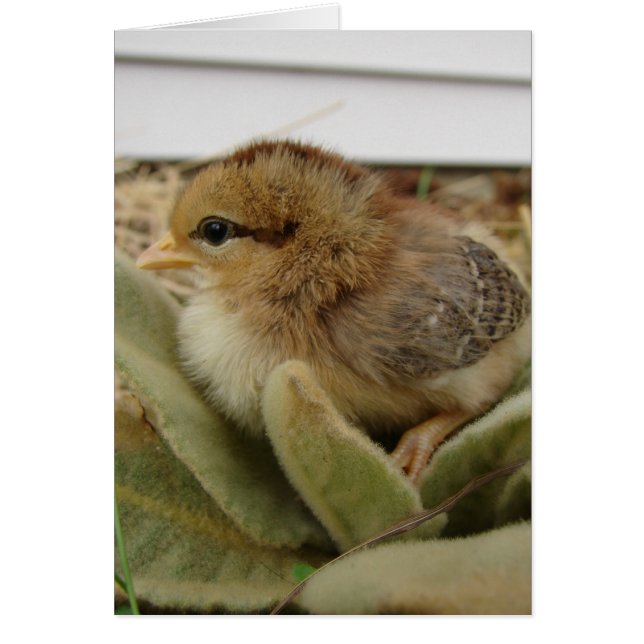 Cartão Pintinho nas Folhas (Frente)