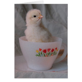 Cartão Pintinho no Vintage Teacup