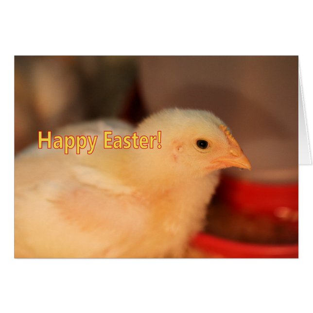 Cartão pintinho páscoa (Frente Horizontal)