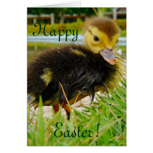 Cartão Pintinho páscoa