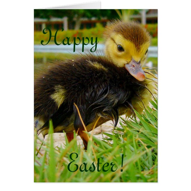 Cartão Pintinho páscoa (Frente)