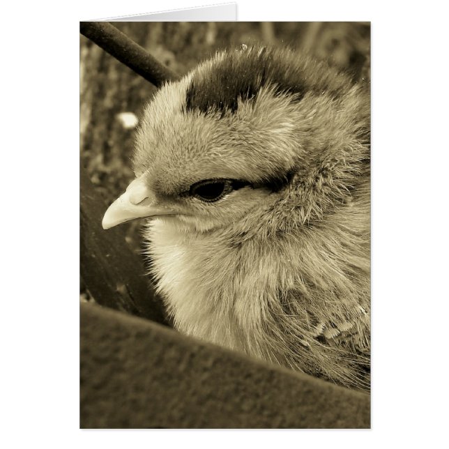 Cartão Pintinho tocando no jardim (Frente)