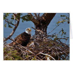 Cartão Pintinhos Bald Eagle - Placa