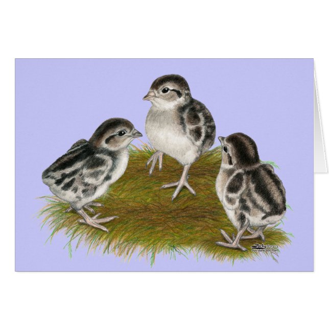 Cartão Pintinhos de Chukar Partridge (Frente horizontal)