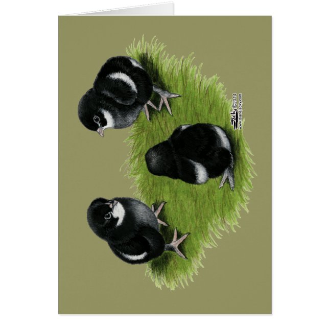 Cartão Pintinhos de cobre pretos de Marans (Frente)