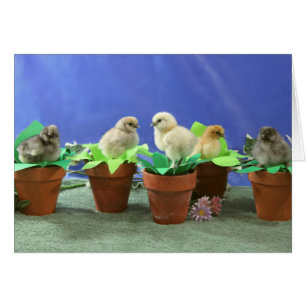 Cartão Pintinhos de Silkie no Bloom