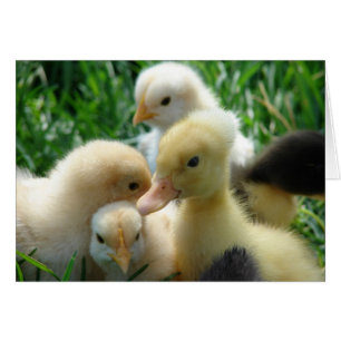 Cartão Pintinhos e Ducklings