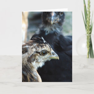 Cartão Pintinhos mistos para garagem