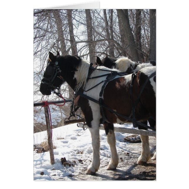 Cartão Pinto Cavalos de Rascunho (Frente)