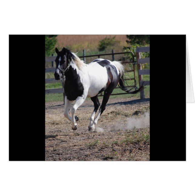 Cartão Pinto Paint Horse (Frente Horizontal)