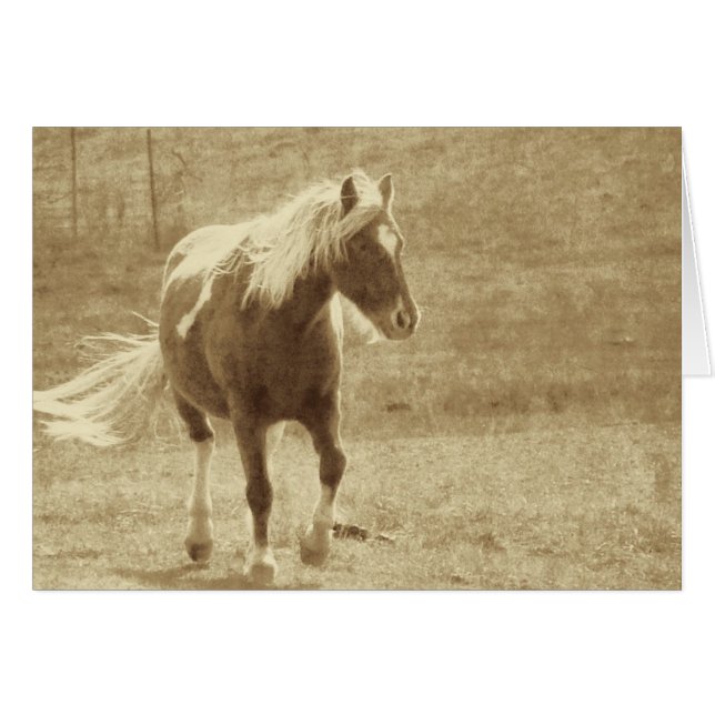 Cartão Pinto Pony Sepia Grunge (Frente Horizontal)
