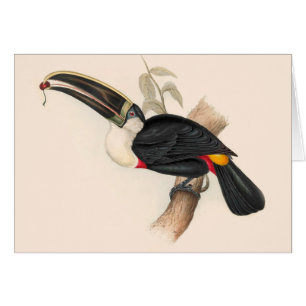 Cartão Pintura Antiquada de Pássaros Toucanos