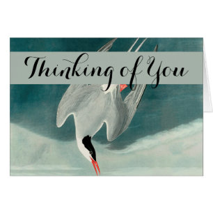 Cartão Pintura de aves selvagens do Ártico Tern Audubon