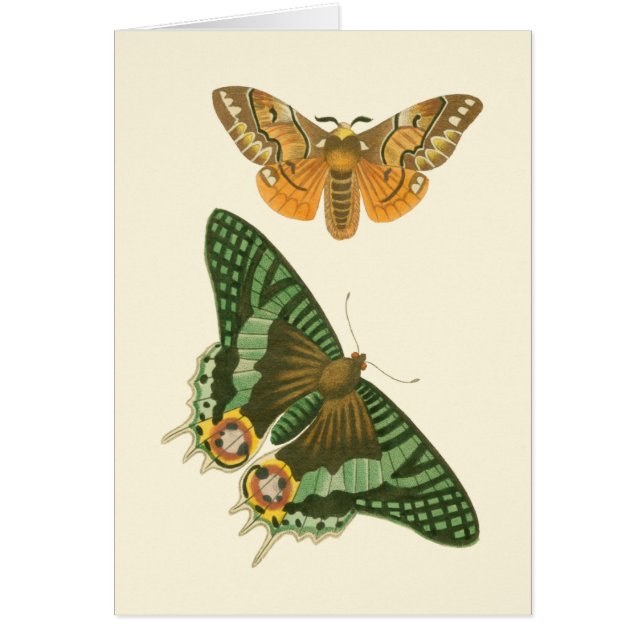 Cartão Pintura De Borboleta Ligeira (Frente)