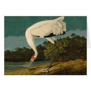 Cartão Pintura de pássaros Audubon Crane Whoping