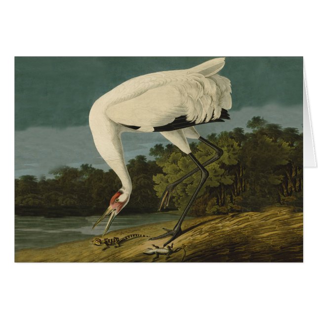 Cartão Pintura de pássaros Audubon Crane Whoping (Frente Horizontal)