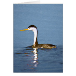 Cartão Pintura em Grebe de Clark - Arte de Pássaro Origi