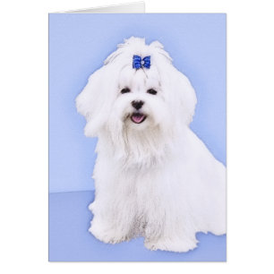 Cartão Pintura Maltesa - Arte Cachorra Original