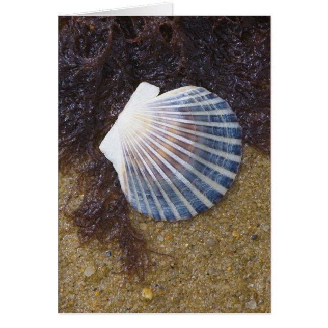 Cartão Piscina (Frente)