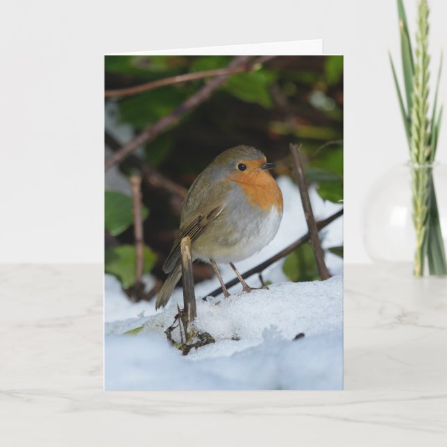 Cartão Pisco-de-peito-ruivo-de-natal na neve (Frente)