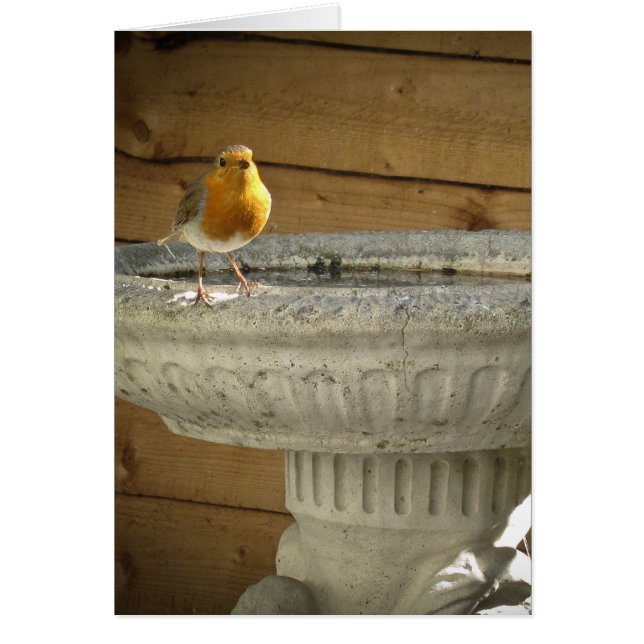 Cartão Pisco de peito vermelho (Frente)